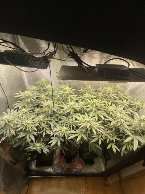 Grape Gas S1. Week 9