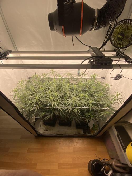 Gorilla coockies Pheno winner run. Week 8
