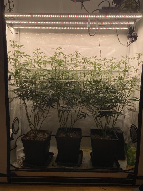 Gorilla Cookies FF. Week 8