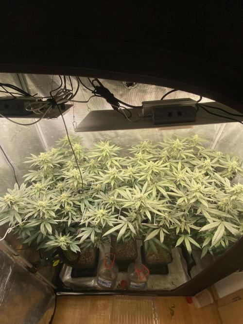 Grape Gas S1. Week 9