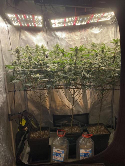 Ambient R120. Week 9