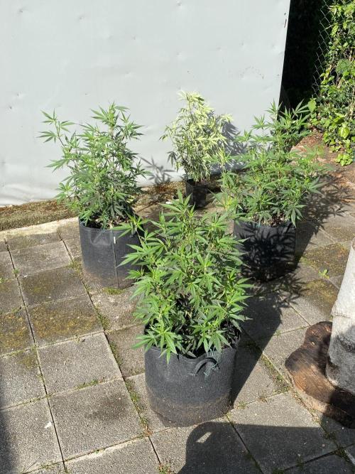 Outdoor Gorilla coockies FF. Week 8