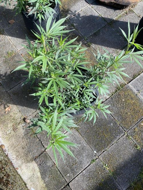 Outdoor Gorilla coockies FF. Week 8