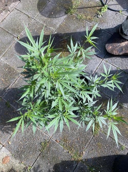 Outdoor Gorilla coockies FF. Week 8