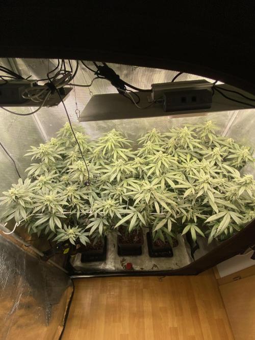Grape Gas S1. Week 10