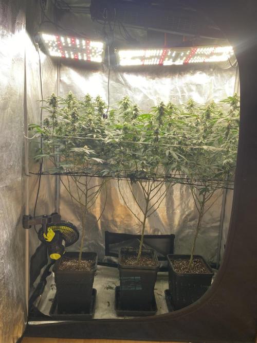 Grape Gas S1. Week 10