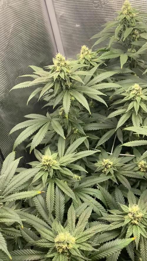 Grape Gas S1