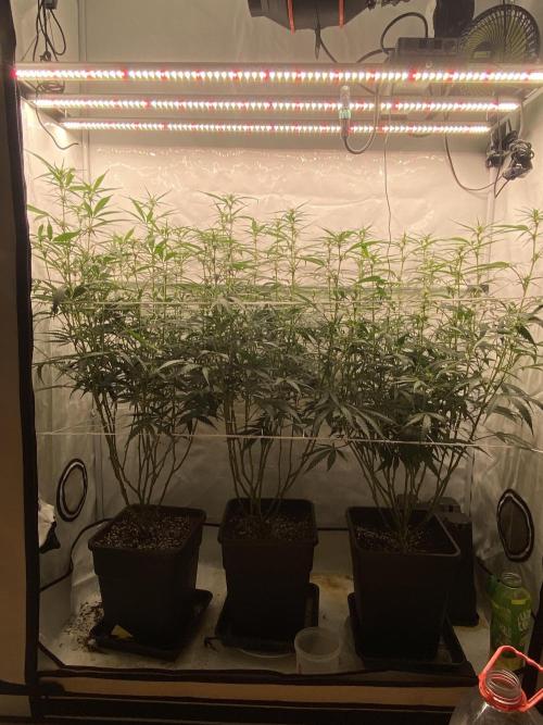 Gorilla coockies Pheno winner run. Week 9