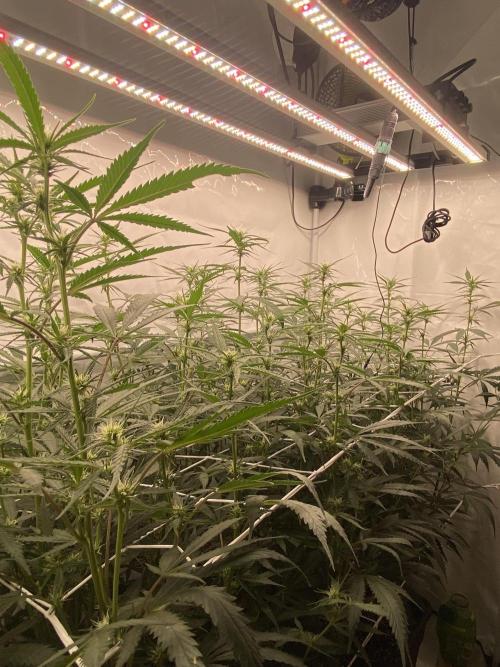 Gorilla coockies Pheno winner run. Week 9