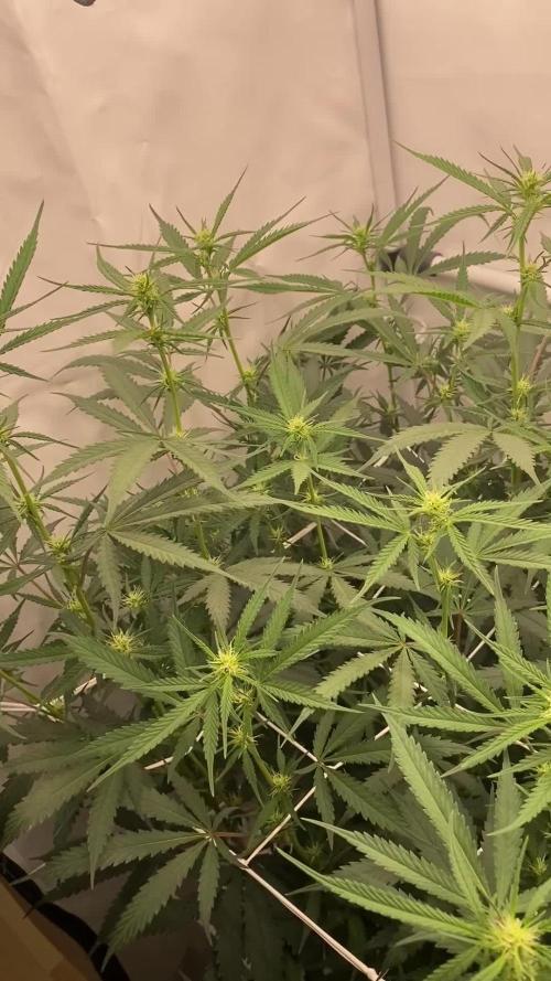 Gorilla Cookies FF. Week 9