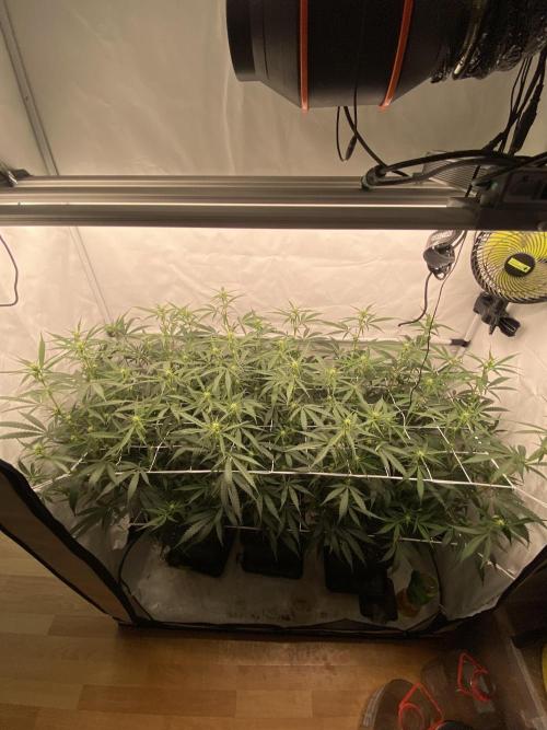 Gorilla coockies Pheno winner run. Week 9