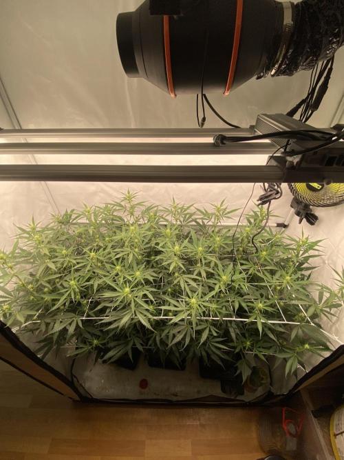 Gorilla coockies Pheno winner run. Week 9