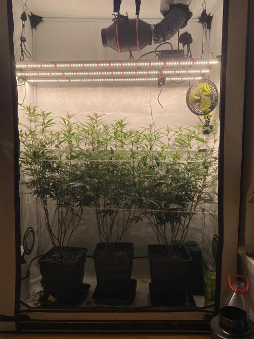 Gorilla Cookies FF. Week 9