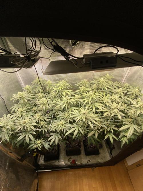 Grape Gas S1. Week 10