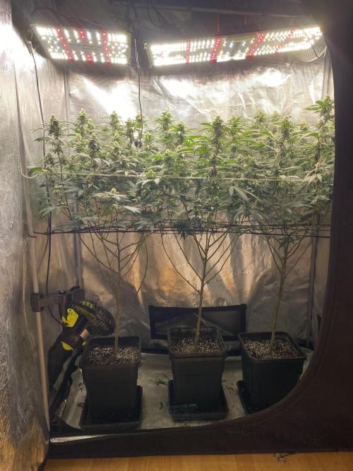Ambient R120. Week 10