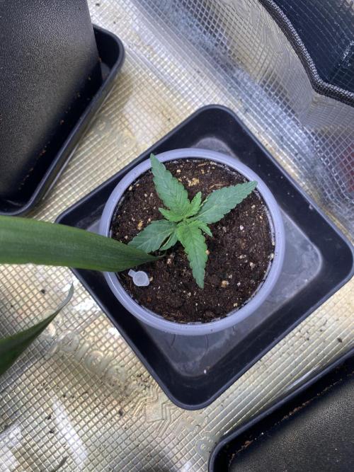 Sticky orange xxl Auto Outdoor. Week 1