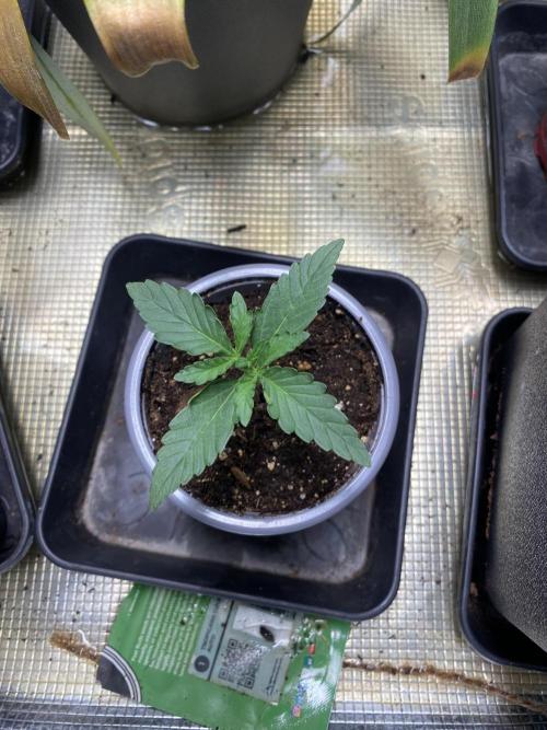 Tropicana Cookies Auto. Week 1