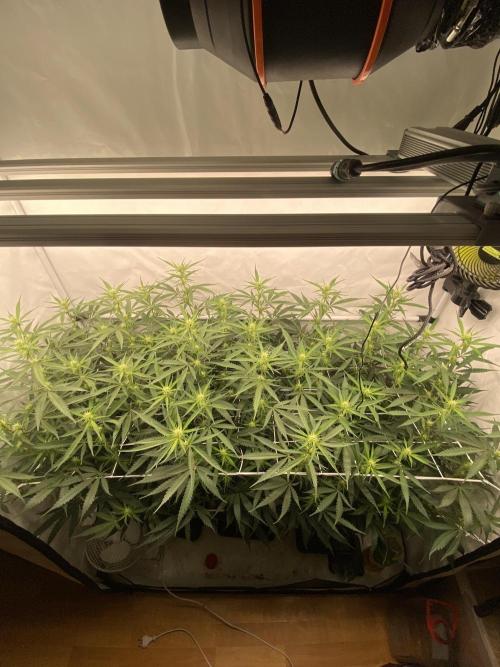 Gorilla coockies Pheno winner run. Week 9