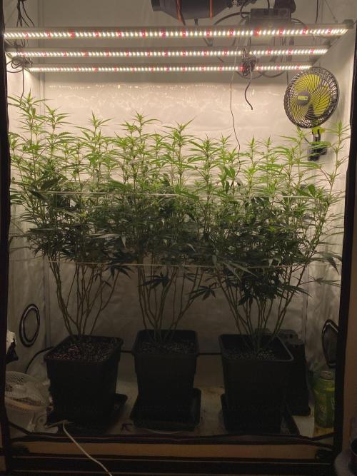 Gorilla Cookies FF. Week 9