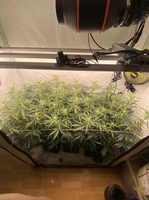 Gorilla coockies Pheno winner run. Week 9