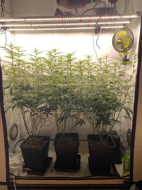 Gorilla Cookies FF. Week 9