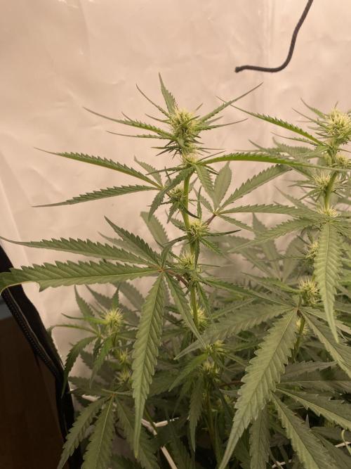 Gorilla coockies Pheno winner run. Week 9