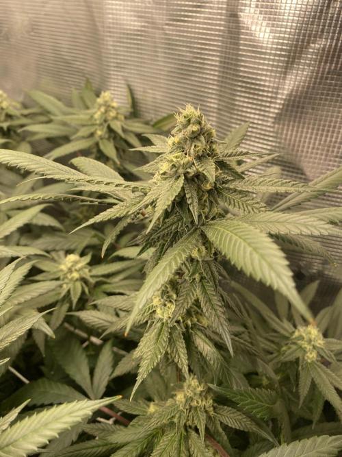 Grape Gas S1. Week 10