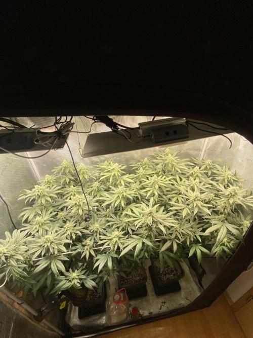 Grape Gas S1. Week 10