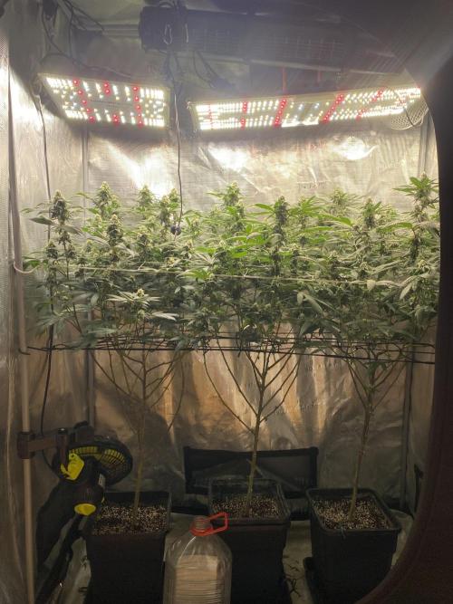 Ambient R120. Week 10