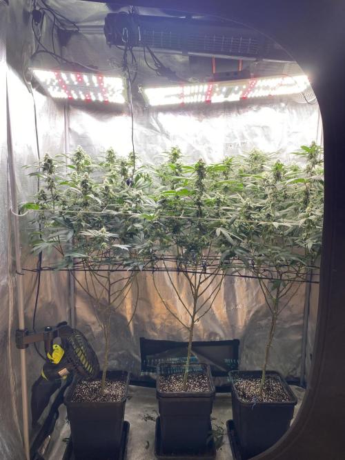 Grape Gas S1. Week 10