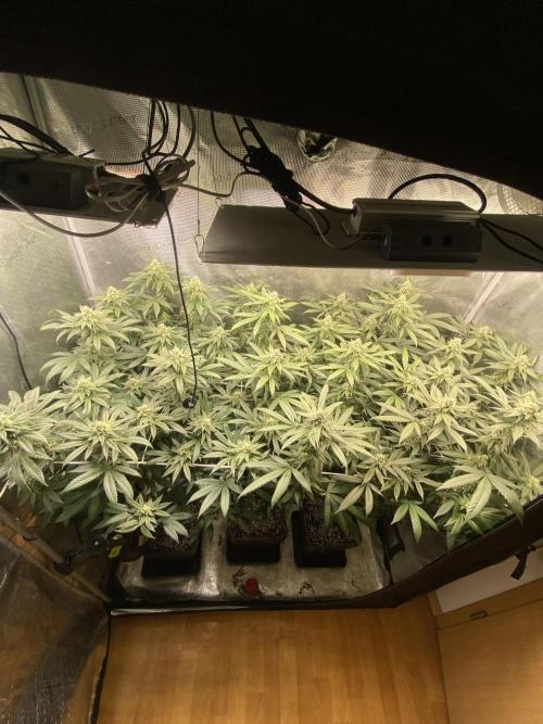 Grape Gas S1. Week 10