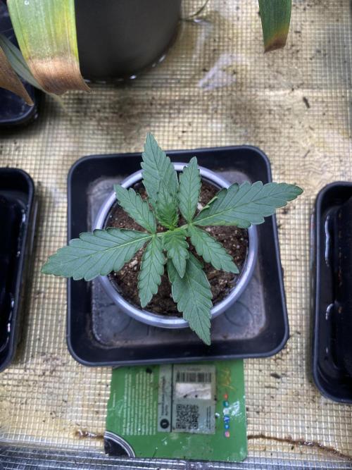 Tropicana Cookies Auto. Week 1