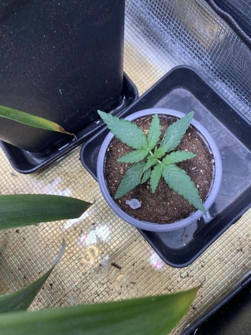 Sticky orange xxl Auto Outdoor. Week 1