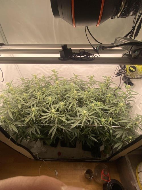 Gorilla coockies Pheno winner run. Week 9