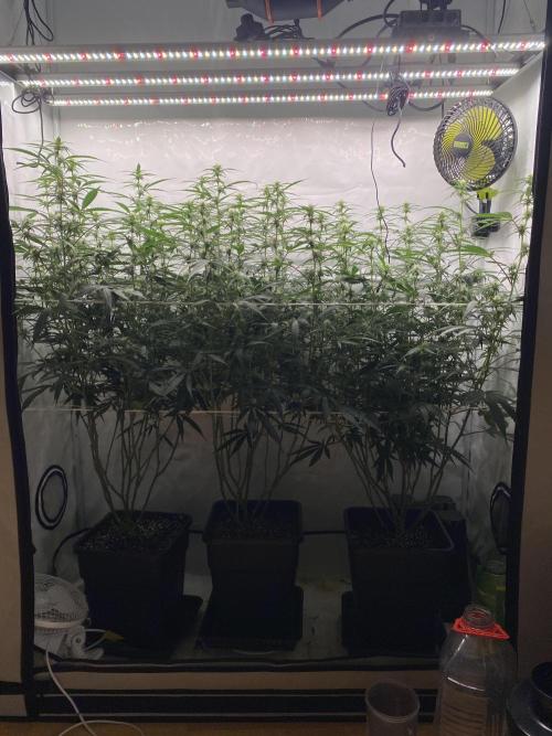 Gorilla Cookies FF. Week 9