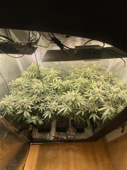 Grape Gas S1. Week 10