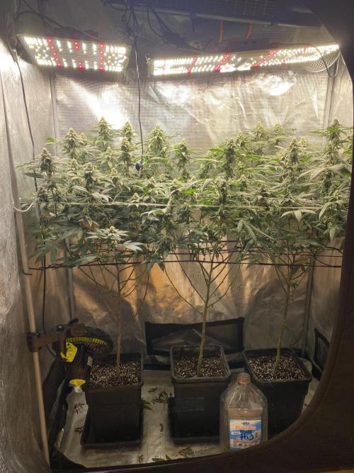 Ambient R120. Week 10
