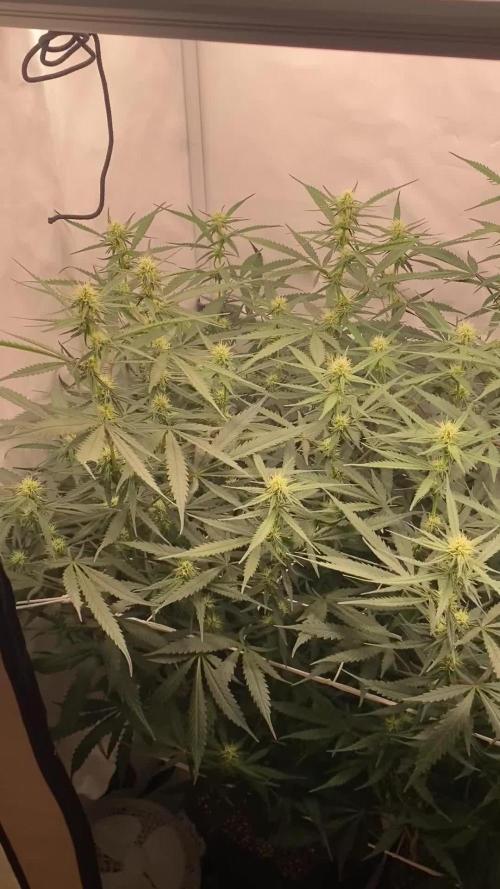 Gorilla coockies Pheno winner run
