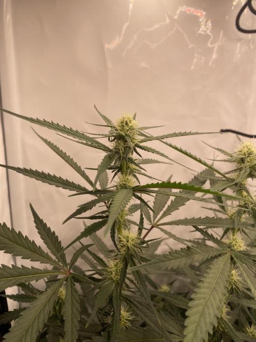 Gorilla coockies Pheno winner run. Week 10