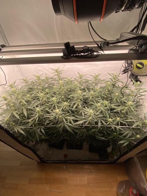Gorilla coockies Pheno winner run. Week 10