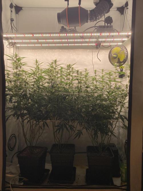 Gorilla coockies Pheno winner run. Week 10