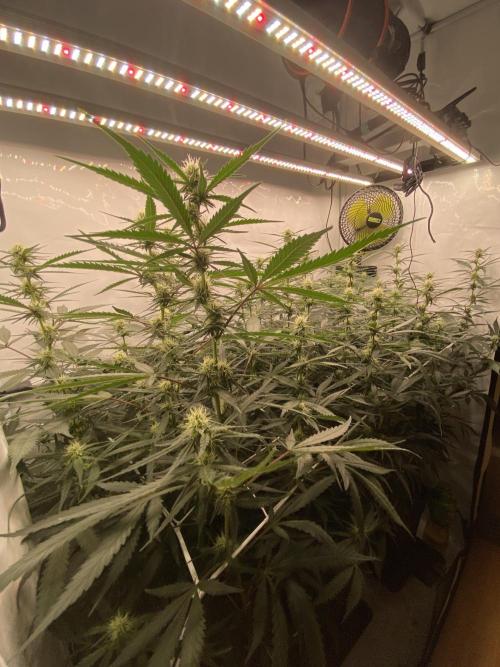 Gorilla coockies Pheno winner run. Week 10