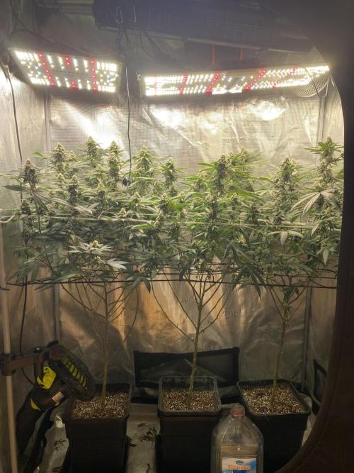 Grape Gas S1. Week 11