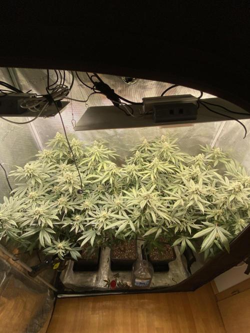 Grape Gas S1. Week 11