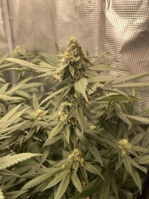 Grape Gas S1. Week 11
