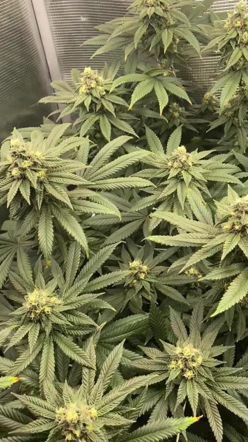 Grape Gas S1