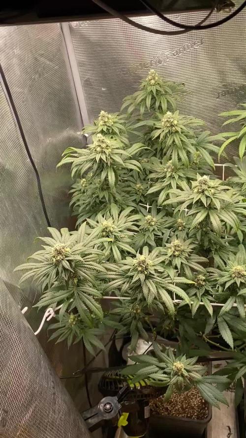Grape Gas S1