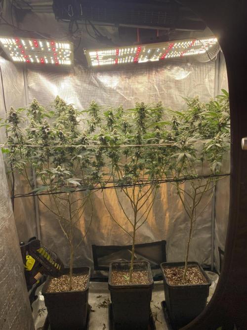 Grape Gas S1. Week 11