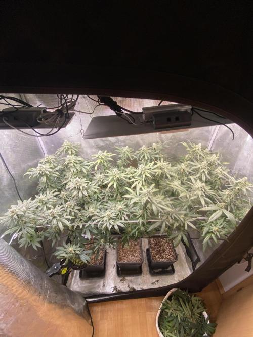 Grape Gas S1. Week 11