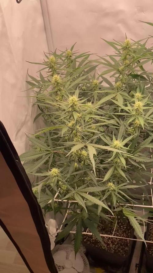 Gorilla coockies Pheno winner run